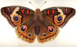 Buckeye Butterfly