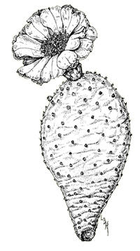 Illustraton of beavewrtail cactus