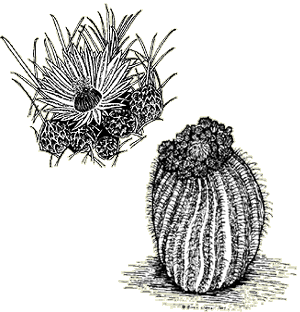 Illustration of a Coville barrel cactus