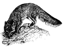Line drawing of a gray fox