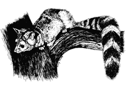 Sketch of ringtail