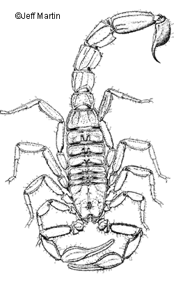 Scorpion Chelicerae