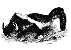 Illustration of a striped skunk