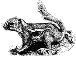 Illustration of a Harris' Antelope Squirrel