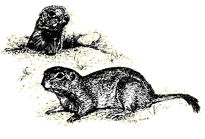 Illustration of a Round-tailed ground squirrel
