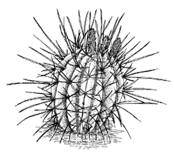 Illustration of a Straight-spined barrel cactus