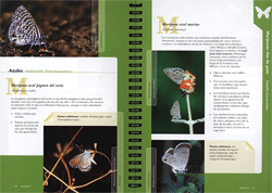Paginas