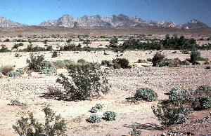 Photo of typical desert
