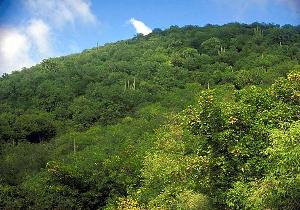 Photo of typical tropical forest