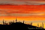 Thumbnail of HHP_MolinoMorningRush_DSC_2354.jpg