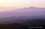 Thumbnail of HHP_PurpleHaze_DSC_9258.jpg