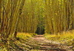 Thumbnail of HHP_YellowWood_dsc_0018.jpg