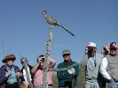 Thumbnail of buzzCROWDcholla51.jpg