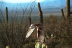 Thumbnail of freeflight.jpg