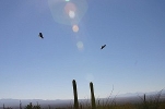 Thumbnail of harris-hawks-037.jpg