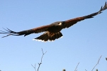 Thumbnail of harris-hawks-055.jpg