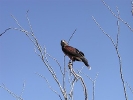 Thumbnail of hawkontree.jpg