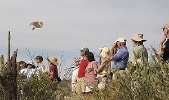 Thumbnail of owlovercrowd.jpg