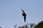 Thumbnail of raven-017.jpg