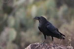 Thumbnail of rff_19.jpg