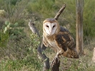 Thumbnail of rff_39.jpg