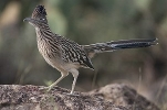 Thumbnail of rff_51.jpg