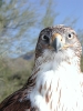 Thumbnail of rff_76.jpg