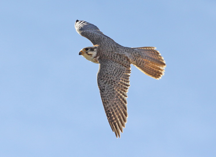 Prairie Falcon by C. Allen Morgan