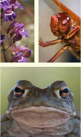 Catapiller, flower and bird