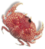 Crab