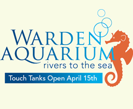 Warden Aquarium - Touch Tanks Open April 15th 2013