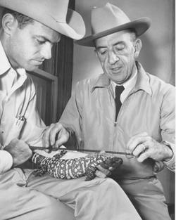 Bill Woodin and Bill Carr measure a Gila monster