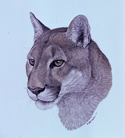 George L Mountainlion by Nick Wilson