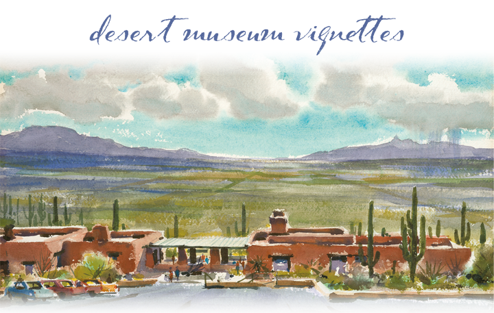 Desert Museum Vignettes