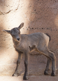 The lamb standing up