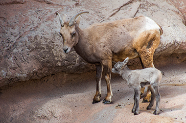 Lamb with mother