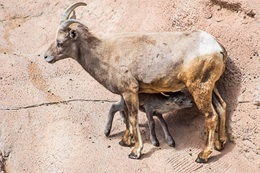 Lamb with mother