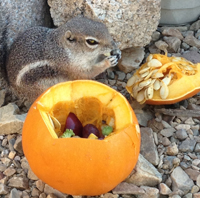 Harris' Antelope Squirrel with pumpkin