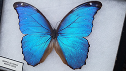 Blue Butterfly