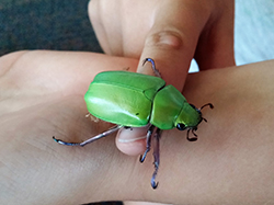 Bright Green Beetle