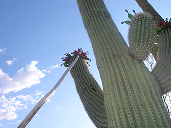 Saguaro Fruit Harvesting