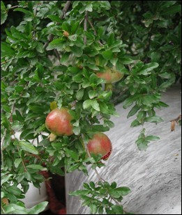 Pomegranates, Patagonia, Arizona