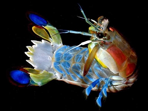Mantis shrimp (Squillidae). Photo by Larry Jon Friesen