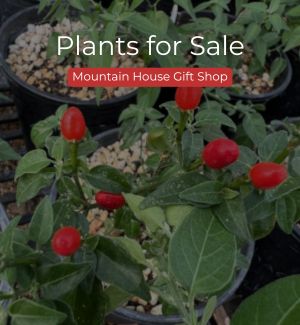 Pepper for sale in the gift shop.