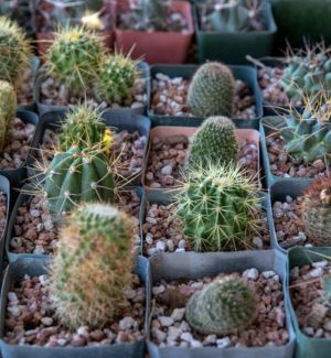 Small potted cacti 