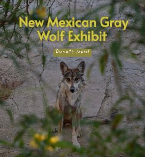 Mexican Gray Wolf on Habitat