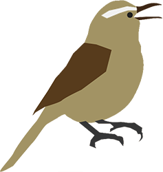 Cactus Wren graphic