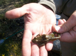 Student examining wildlife