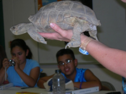 Tortoise interpretation in the classroom