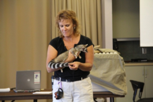 Ringtail interpretation in the classroom